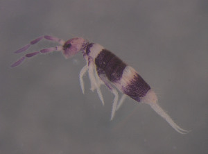  (Entomobrya albocincta - 12145B08_66Co091024)  @13 [ ] CreativeCommons - Attribution Non-Commercial Share-Alike (2011) Louis Deharveng Unspecified