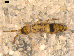  ( - BIOUG00037-57)  @13 [ ] CreativeCommons - Attribution (2010) CBG Photography Group Centre for Biodiversity Genomics