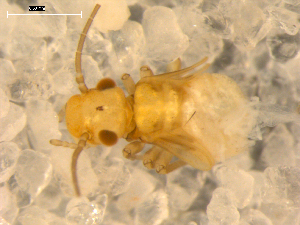  ( - BIOUG00037-78)  @12 [ ] CreativeCommons - Attribution (2010) CBG Photography Group Centre for Biodiversity Genomics