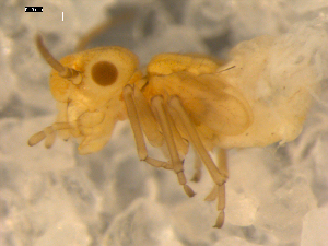  ( - BIOUG00037-78)  @12 [ ] CreativeCommons - Attribution (2010) CBG Photography Group Centre for Biodiversity Genomics