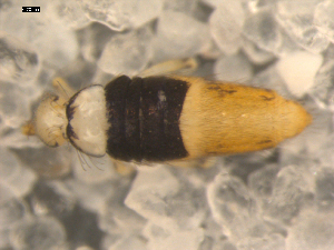  (Entomobrya clitellaria - BIOUG00038-02)  @14 [ ] CreativeCommons - Attribution  CBG Photography Group Centre for Biodiversity Genomics