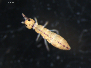  (Isotomurus pseudopalustris - DPMIT-45-57)  @15 [ ] CreativeCommons - Attribution (2010) CBG Photography Group Centre for Biodiversity Genomics