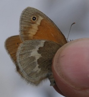  (Coenonympha california nipisiquit - N2016-201)  @12 [ ] CreativeCommons - Attribution (2016) S. Pinna Unspecified