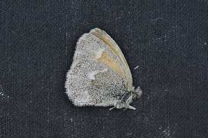  ( - N2016-X3)  @12 [ ] CreativeCommons  Attribution Non-Commercial Share-Alike (2019) Jocelyn Gill CNCI