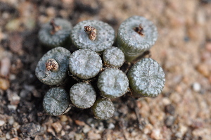  (Conophytum comptonii - ADH2)  @11 [ ] No Rights Reserved  Unspecified Unspecified