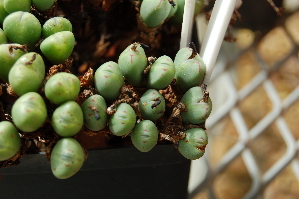  (Conophytum meyeri - ADH2886)  @11 [ ] No Rights Reserved  Unspecified Unspecified
