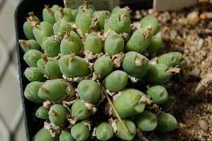  (Conophytum hians - ADH3246)  @11 [ ] No Rights Reserved  Unspecified Unspecified