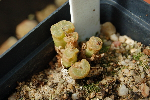  (Conophytum pellucidum - ADH3628)  @11 [ ] No Rights Reserved  Unspecified Unspecified