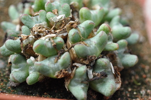  (Conophytum tantillum - ADH3684)  @11 [ ] No Rights Reserved  Unspecified Unspecified