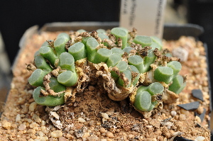  (Conophytum concordans - ADH6)  @11 [ ] No Rights Reserved  Unspecified Unspecified