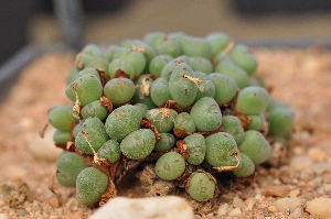  (Conophytum chauviniae - ARM1086)  @11 [ ] No Rights Reserved  Unspecified Unspecified