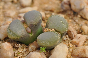  (Conophytum friedrichiae - ARM679C)  @11 [ ] No Rights Reserved  Unspecified Unspecified