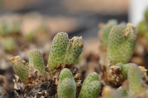  (Conophytum marginatum - ARM955d)  @11 [ ] No Rights Reserved  Unspecified Unspecified