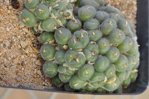  (Conophytum stephanii - ARM999)  @11 [ ] No Rights Reserved  Unspecified Unspecified