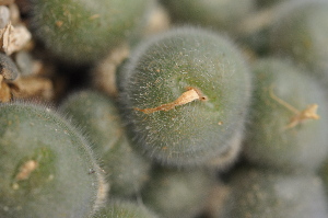  (Conophytum stephanii - ARM999)  @11 [ ] No Rights Reserved  Unspecified Unspecified