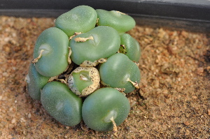  (Conophytum globosum - ARM 1200)  @11 [ ] No Rights Reserved  Unspecified Unspecified
