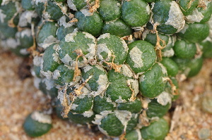  (Conophytum fulleri - ARM 966)  @11 [ ] No Rights Reserved  Unspecified Unspecified