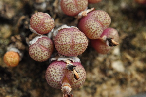  (Conophytum truncatum subsp. wiggitae - ARM _s.n._189-93)  @11 [ ] No Rights Reserved  Unspecified Unspecified