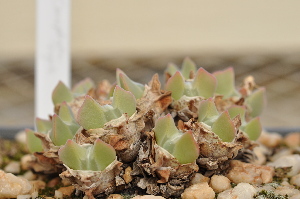  (Conophytum regale - Bayer1081)  @11 [ ] No Rights Reserved  Unspecified Unspecified