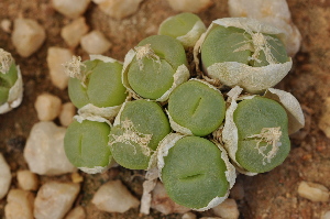  (Conophytum subfenestratum - Bruyns_s.n.)  @11 [ ] No Rights Reserved  Unspecified Unspecified