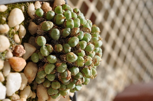  (Conophytum velutinum - Donor2_57-86)  @11 [ ] No Rights Reserved  Unspecified Unspecified