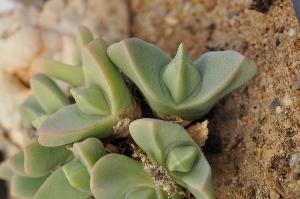  (Conophytum herreanthus subsp. rex - Donor 3)  @11 [ ] No Rights Reserved  Unspecified Unspecified