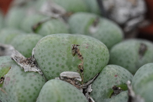  (Conophytum klinghardtense - GW 4614)  @11 [ ] No Rights Reserved  Unspecified Unspecified