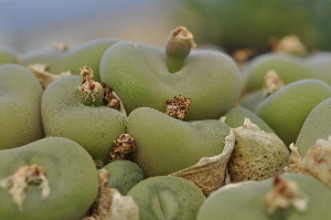  (Conophytum concavum - Lavranos _s.n._277-70)  @11 [ ] No Rights Reserved  Unspecified Unspecified