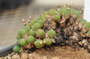  (Conophytum uviforme - Littlewood _s.n._966-60)  @11 [ ] No Rights Reserved  Unspecified Unspecified