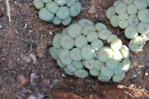  (Conophytum pageae - Magee1058)  @11 [ ] No Rights Reserved  Unspecified Unspecified
