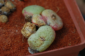  (Conophytum obcordellum - Magee1059)  @11 [ ] No Rights Reserved  Unspecified Unspecified