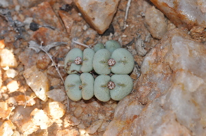  (Conophytum flavum - PKM-18)  @11 [ ] No Rights Reserved  Unspecified Unspecified