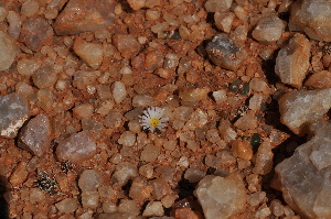  (Conophytum ratum - PKM-24)  @11 [ ] No Rights Reserved  Unspecified Unspecified