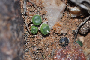  (Conophytum lithopsoides - PKM-27)  @11 [ ] No Rights Reserved  Unspecified Unspecified