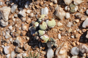  (Conophytum calculus - PKM-58)  @11 [ ] No Rights Reserved  Unspecified Unspecified