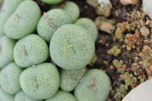  (Conophytum juncundum - WW 1589)  @11 [ ] No Rights Reserved  Unspecified Unspecified