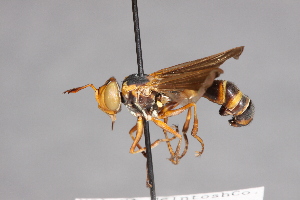  (Physocephala sagittaria - CNC Diptera 28356)  @14 [ ] CreativeCommons - Attribution Non-Commercial (2010) Jeffrey H. Skevington Agriculture and Agri-Food Canada