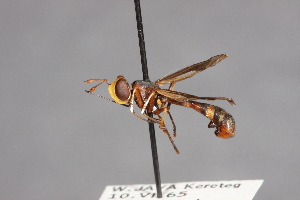  (Physocephala limbipennis - CNC Diptera 28357)  @11 [ ] CreativeCommons - Attribution Non-Commercial (2010) Jeffrey H. Skevington Agriculture and Agri-Food Canada