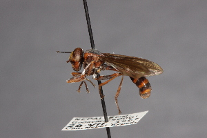  ( - CNC Diptera 28365)  @11 [ ] CreativeCommons - Attribution Non-Commercial (2010) Jeffrey H. Skevington Agriculture and Agri-Food Canada