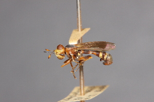  ( - CNC Diptera 28367)  @11 [ ] CreativeCommons - Attribution Non-Commercial (2010) Jeffrey H. Skevington Agriculture and Agri-Food Canada