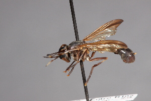  (Physoconops antennatus - CNC Diptera 28373)  @11 [ ] CreativeCommons - Attribution Non-Commercial (2010) Jeffrey H. Skevington Agriculture and Agri-Food Canada