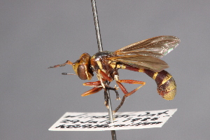  (Physoconops brachyrhynchus - CNC Diptera 28375)  @11 [ ] CreativeCommons - Attribution Non-Commercial (2010) Jeffrey H. Skevington Agriculture and Agri-Food Canada