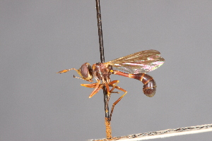  (Physoconops floridanus - CNC Diptera 28377)  @11 [ ] CreativeCommons - Attribution Non-Commercial (2010) Jeffrey H. Skevington Agriculture and Agri-Food Canada