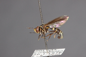  (Physoconops gracilior - CNC Diptera 28379)  @11 [ ] CreativeCommons - Attribution Non-Commercial (2010) Jeffrey H. Skevington Agriculture and Agri-Food Canada