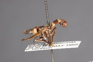 (Physoconops abruptus - CNC Diptera 28381)  @11 [ ] CreativeCommons - Attribution Non-Commercial (2010) Jeffrey H. Skevington Agriculture and Agri-Food Canada