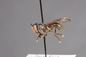  (Physoconops analis - CNC Diptera 28382)  @11 [ ] CreativeCommons - Attribution Non-Commercial (2010) Jeffrey H. Skevington Agriculture and Agri-Food Canada