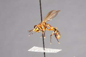  ( - CNC Diptera 28386)  @11 [ ] CreativeCommons - Attribution Non-Commercial (2010) Jeffrey H. Skevington Agriculture and Agri-Food Canada