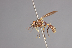  (Physoconops obscuripennis - CNC Diptera 28388)  @11 [ ] CreativeCommons - Attribution Non-Commercial (2010) Jeffrey H. Skevington Agriculture and Agri-Food Canada