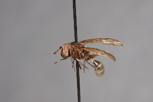  (Tropidomyia alexanderi - CNC Diptera 28395)  @11 [ ] CreativeCommons - Attribution Non-Commercial (2010) Jeffrey H. Skevington Agriculture and Agri-Food Canada