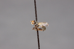  ( - CNC Diptera 28419)  @11 [ ] CreativeCommons - Attribution Non-Commercial (2010) Jeffrey H. Skevington Agriculture and Agri-Food Canada